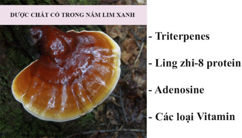 Cây nấm lim xanh mọc ở đâu? Công dụng của nấm lim xanh chữa ung thư