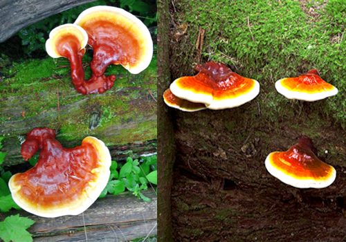 Nấm chữa ung thư: Tác dụng, cách dùng nấm lim xanh rừng chữa bệnh