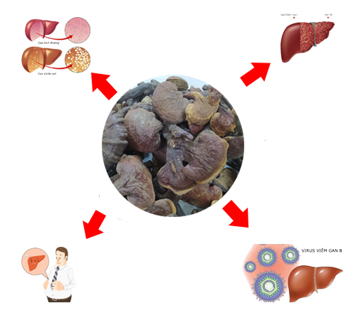 Nấm lim xanh chữa bệnh gan với tác dụng và cách dùng nấm lim đúng