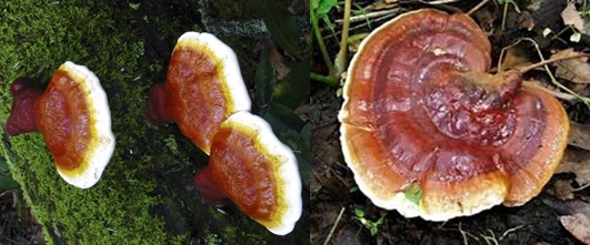 Nấm lim xanh chữa ung thư phổi như thế nào?