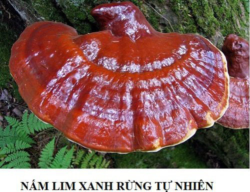 Nấm lim xanh có tác dụng chữa bệnh gì?