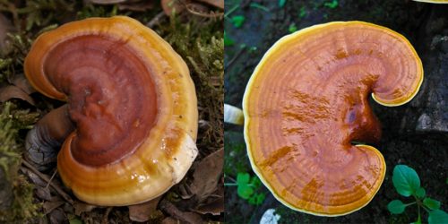 Nấm lim xanh mọc ở đâu? Đặc điểm, công dụng của cây nấm lim xanh