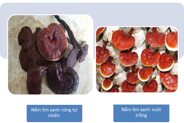 Nấm lim xanh mọc ở đâu? Đặc điểm, công dụng của cây nấm lim xanh
