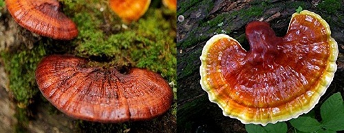 Nấm lim xanh tác dụng điều trị bệnh ung thư gan như thế nào?