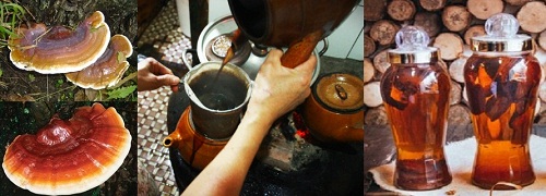 Nấm lim xanh tác dụng điều trị bệnh ung thư gan như thế nào?