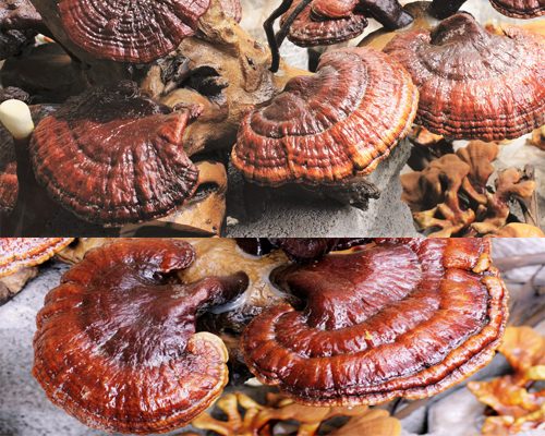 Nấm lim xanh Việt Nam: Nguồn gốc, tác dụng của nấm lim xanh rừng