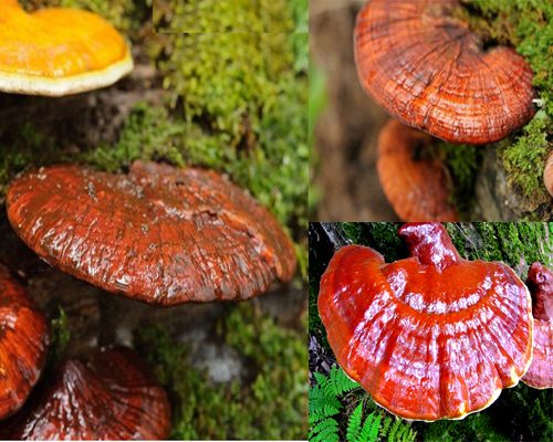 Nấm lim xanh Việt Nam: Nguồn gốc, tác dụng của nấm lim xanh rừng