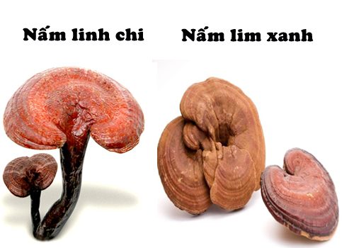 Nguồn gốc nấm lim xanh mọc ở đâu? Phân biệt nấm lim xanh thật giả