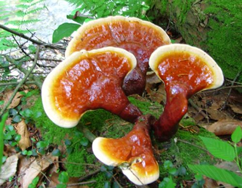 Nguồn gốc nấm lim xanh mọc ở đâu? Phân biệt nấm lim xanh thật giả