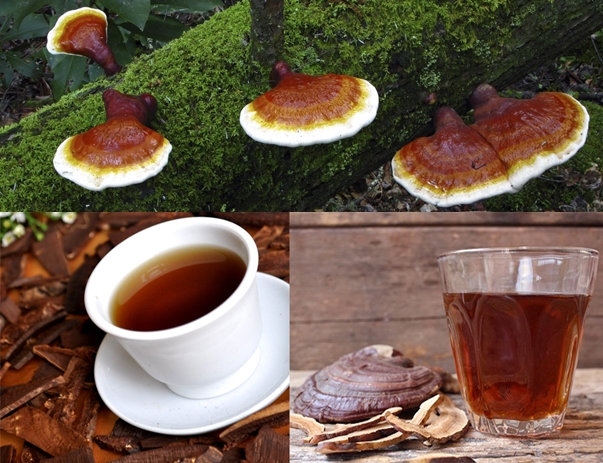 Uống nấm lim xanh có tác dụng bồi bổ, phòng ngừa bệnh tật.