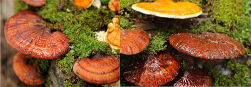 Tác dụng nấm lim xanh chữa ung thư như thế nào?