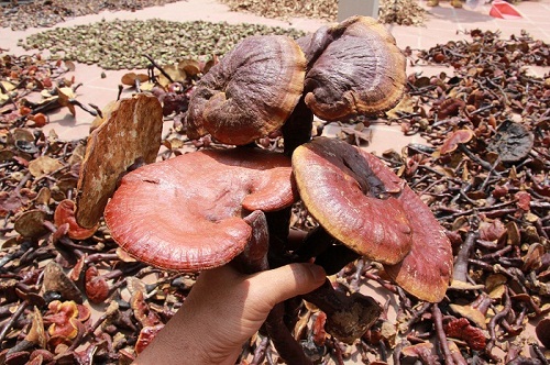 tim-hieu-ve-nam-lim-xanh-moc-o-dau